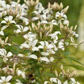 Cleome Senorita Flower Plant Collection