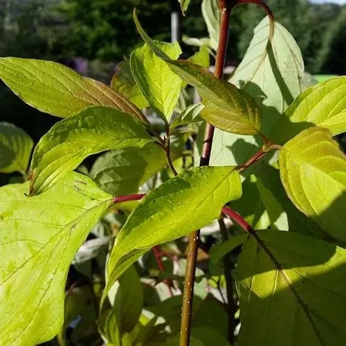 Cornus alba Aurea