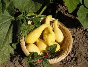 Heirloom Summer Squash, Early Summer Crookneck