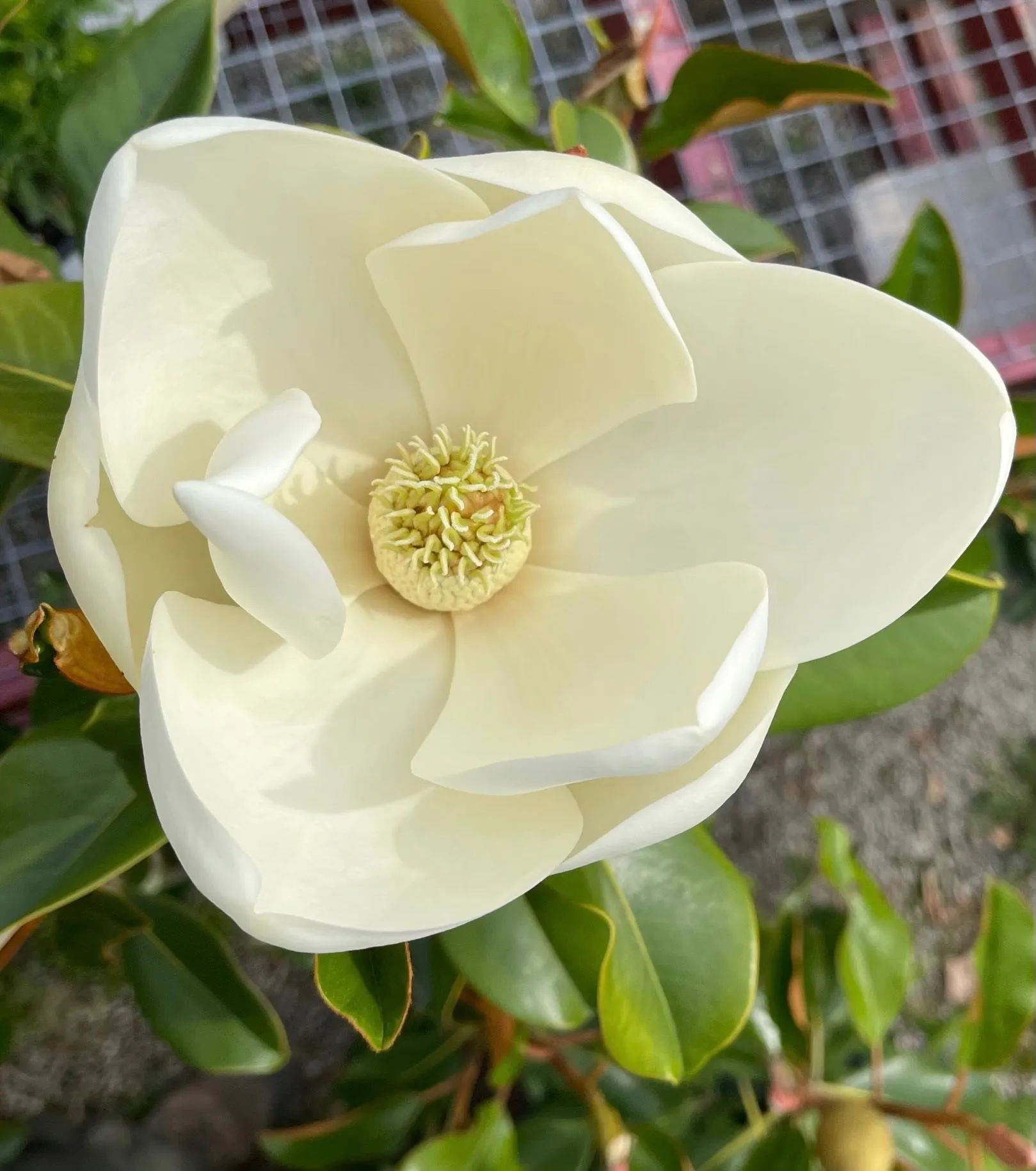 Magnolia gr Bracken's Brown Beauty #5