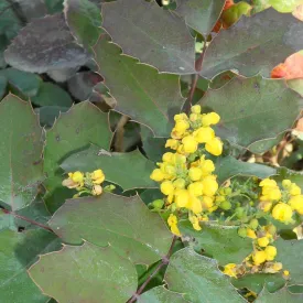 Mahonia repens #2