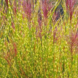 Miscanthus Gold Breeze