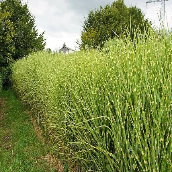 Miscanthus Gold Breeze