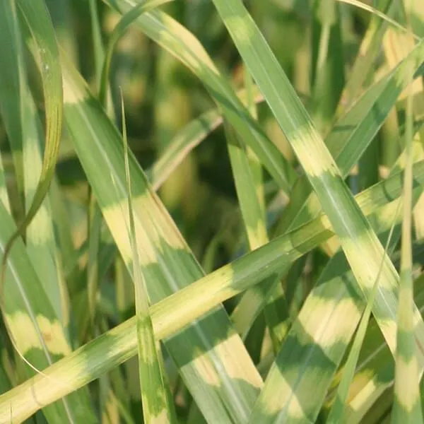 Miscanthus Gold Breeze