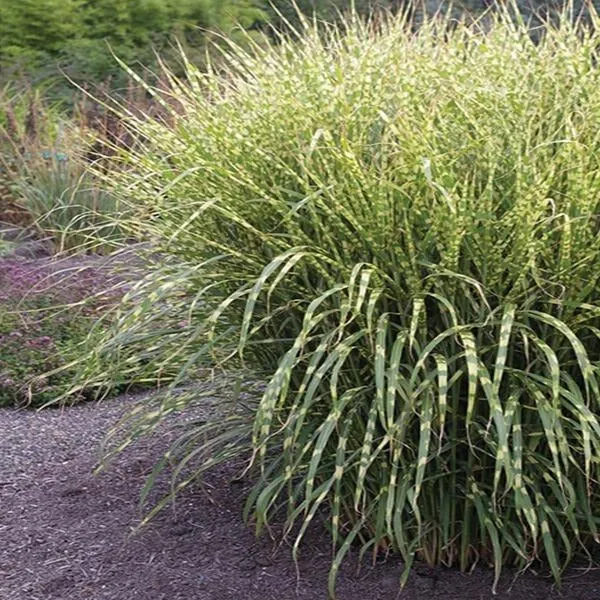 Miscanthus Gold Breeze