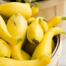 Squash (Summer) Seeds - Early Summer Crookneck