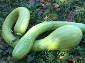 Tromboncino Squash